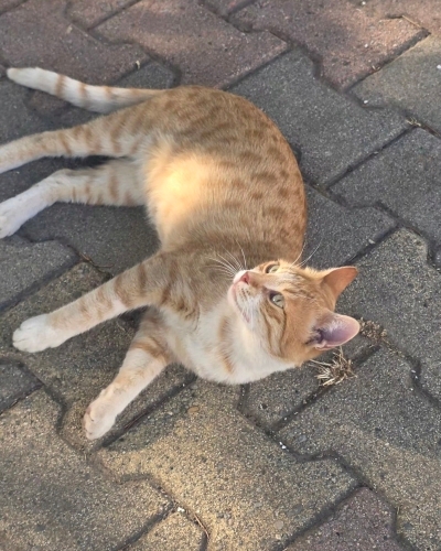 Sokakların asil prensi, sevgi arsızı baldan farksız koca bebek💛 fotoğraf