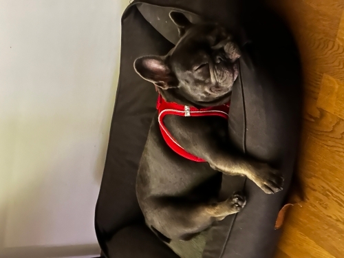 SHERLOCK’A ÖMÜRLÜK, KOŞULSUZ SEVGİ VERECEK BİR YUVA ARIYORUZ 🐾 fotoğraf
