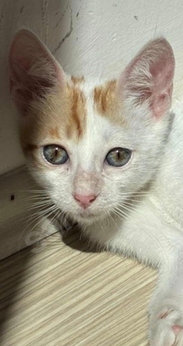 Tam bir yuva /kucak kedisi ve çok akıllı fotoğraf