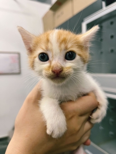 4 YAVRU KEDİ VE ANNE KEDİYE SICACIK BİR YUVA ARIYORUZ! fotoğraf