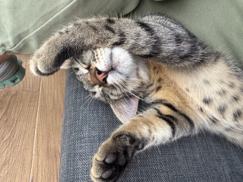 Küçük Tekir Bir Yuva Arıyor 🐾 fotoğraf