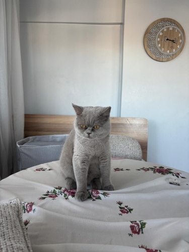 9 Aylık Erkek British Shorthair – Ömürlük Yuvasını Arıyor fotoğraf