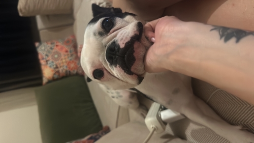 French bulldog 5 yaşında dişi fotoğraf