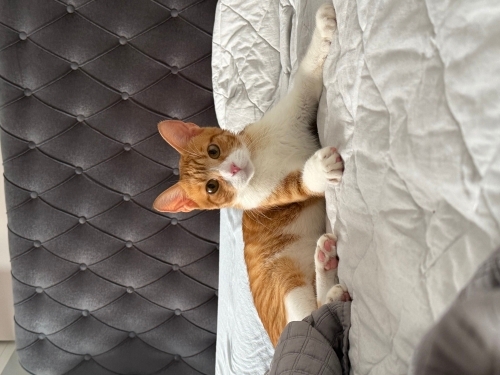Sarı Ömürlük Yuvasını Arıyor fotoğraf