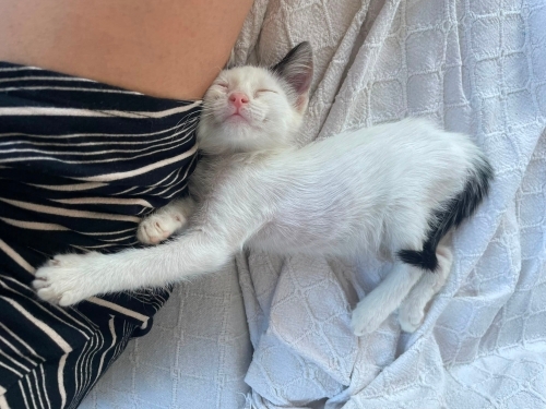 Sakız'a Kalıcı Sevgi Dolu Bir Yuva Arıyoruz fotoğraf