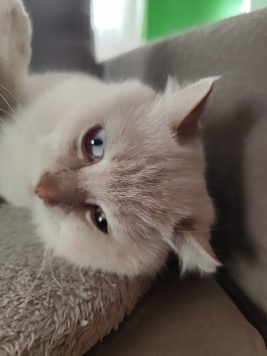 Tatlı insancıl yumuşak huylu genç kedi fotoğraf