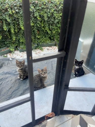 İş yerinde doğan 3 yavru kedimize acil yuva arıyoruz fotoğraf