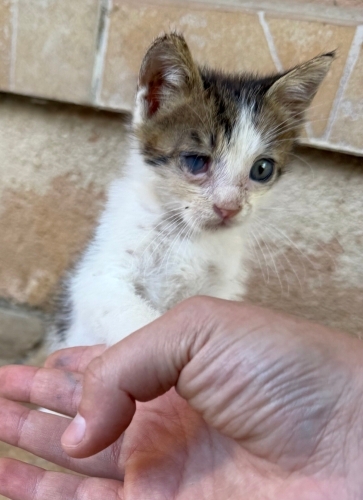 Annelerini kaybettiğimiz bu bebişlere yuva olun fotoğraf