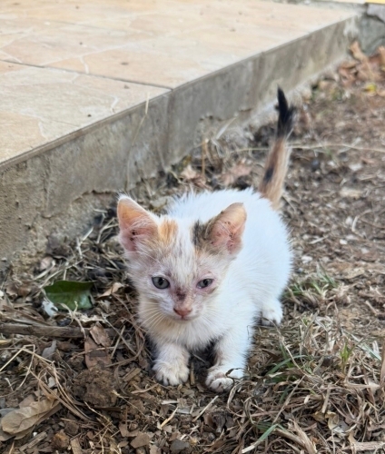 Annelerini kaybettiğimiz bu bebeklere yuva olun fotoğraf
