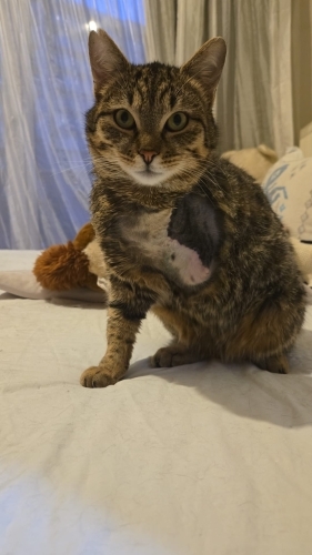 Pamuk aşıları tam kısır fotoğraf