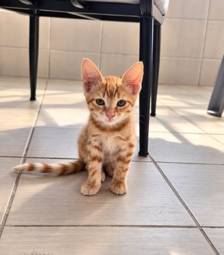 2 AYLIK GÜNEŞİN IŞIĞI SİZİ SARSIN MI? fotoğraf