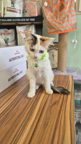Ben adını lady dedim o denli hanfendi i fotoğraf