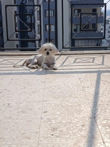 Sadece Adana içi(Ücretsiz) fotoğraf