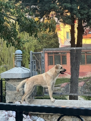 Bir yaşında ,dişi, kısır, Kangal-Golden kırması, çipi var ve aşıları yapılmış fotoğraf