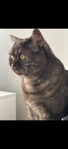 Schotish Straight Erkek Kısır Kedi 4 yaşında fotoğraf