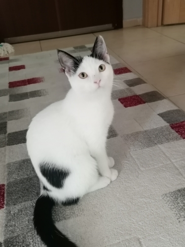 Maya Prensese Yuva fotoğraf