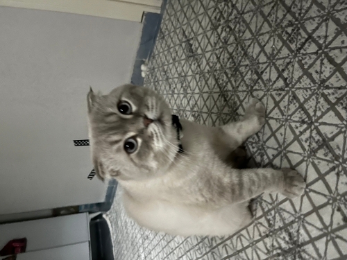 uysal ev kedisi fotoğraf