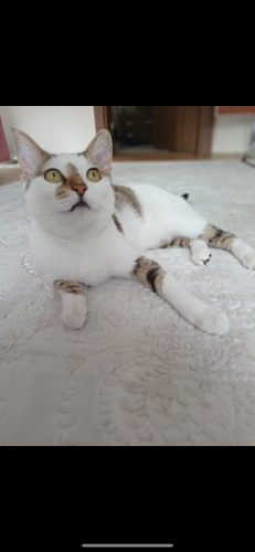 Sakin. Akıllı. Uysal fotoğraf