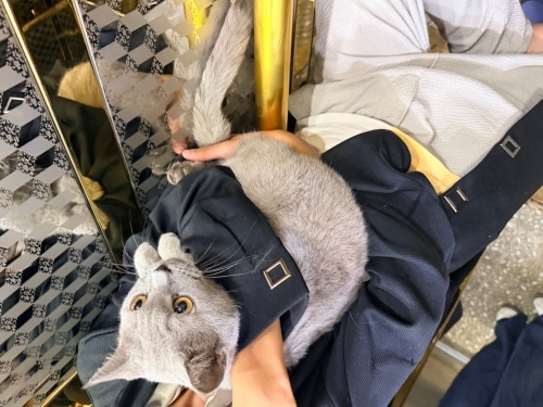 Sokağa Terk Edilmiş British Shorthair – Ücretsiz Sahiplendirme fotoğraf