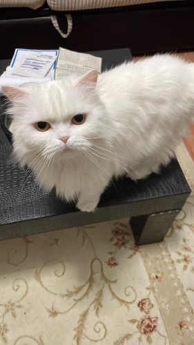 🐾 KONTES’E ÖMÜRLÜK BİR YUVA ARIYORUZ 🐾 fotoğraf