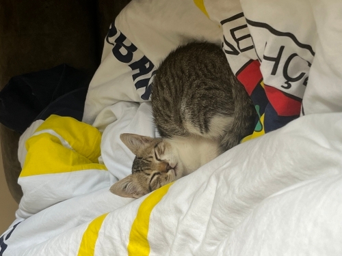 2 aylık oyuncu enerjik dişi kedi fotoğraf