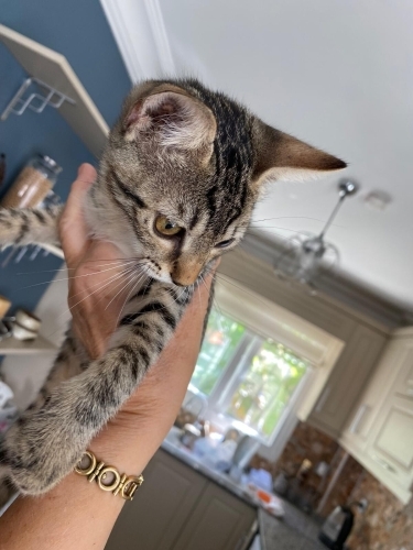Minik Asil Tekir fotoğraf