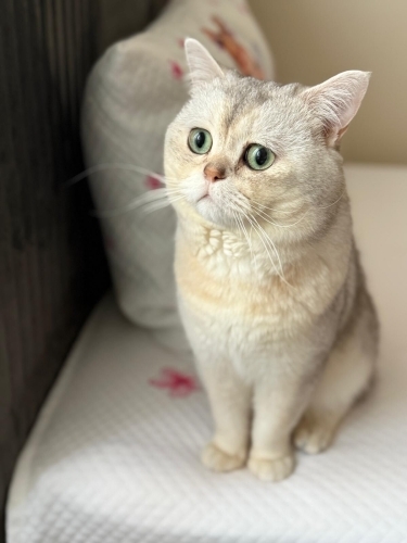 Bücür e Yuva Arıyoruz Gayet akıllı ve temiz fotoğraf
