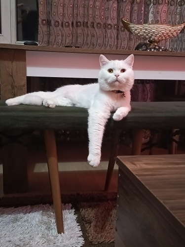 Oğlumuz Oscarı Sahiplendiriyoruz (ücretsiz) fotoğraf