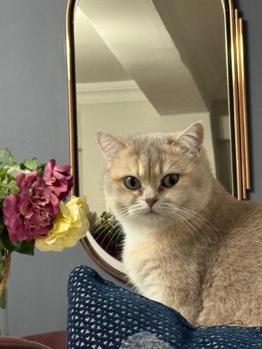 Cookie’ye Sevgi Dolu Ömürlük Yuva Arıyoruz 🐾 fotoğraf