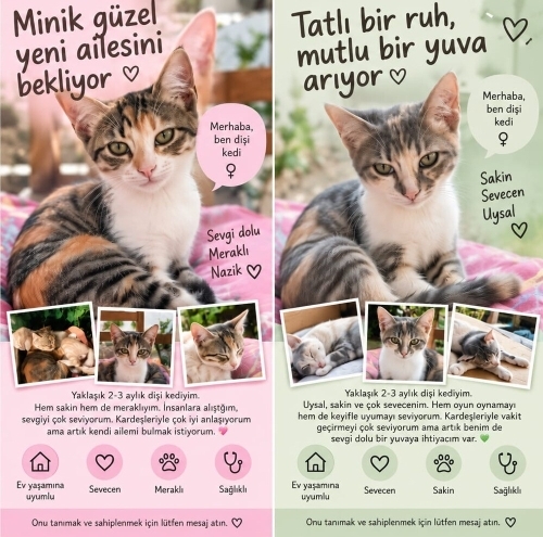 İki Minik Kız Ailesini Arıyor 🐾 | 3 Aylık fotoğraf