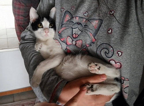 Acilen ömürlük yuva aranıyor fotoğraf
