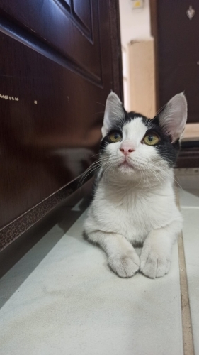 Acilen ömürlük yuva aranıyor fotoğraf