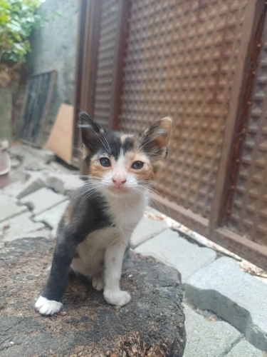 Oyun seven; meraklı ,tatlı ve meraklı bir kedi,onu sevecek ve bakacak bir aile a fotoğraf