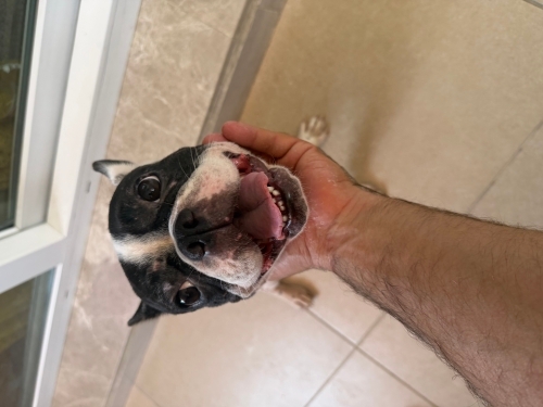 ÜCRETSİZ FRANSIZ BULLDOG YAVRUSUNA ÖMÜRLÜK YUVA fotoğraf