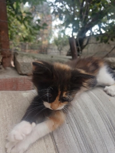 Oyun seven ,tatlı , yuvaya ihtiyacı olan minik bir kedi fotoğraf