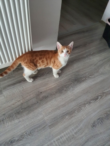 ömürlük yuva acillll sokağa gitmesinler fotoğraf