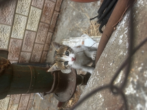 Eylül bebek yuva arıyor fotoğraf