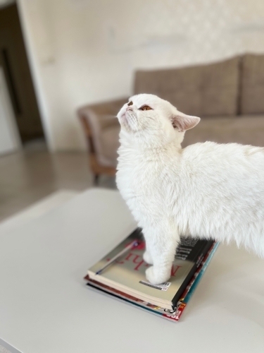 Ücretsiz sahiplendirilecek fotoğraf