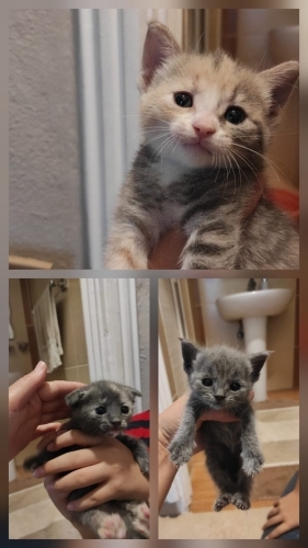 3 Bebiş Yuva Arıyor fotoğraf