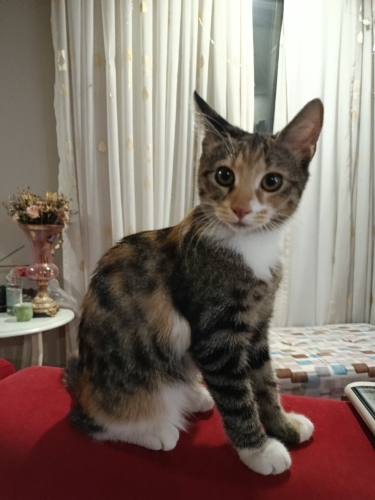 çok oyuncu sahibine sadık gel deyince gelen bir bebek fotoğraf