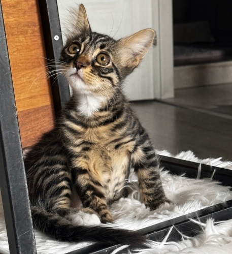 Leo 1,5 aylık Erkek çok sağlıklı dünya tatlısı çocuk fotoğraf