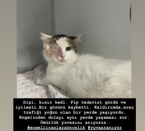 Gözleri görmeyen engelli can fotoğraf
