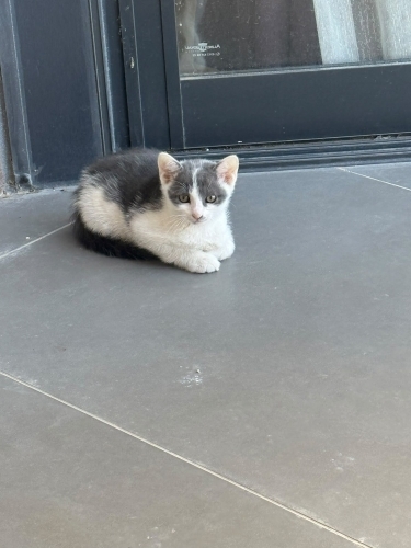 Terasta doğan yavrular fotoğraf