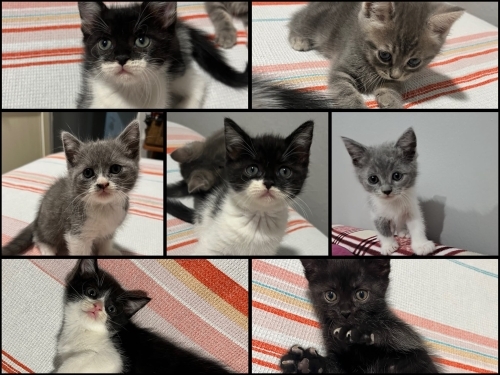bebişler yeni ailesini arıyor fotoğraf