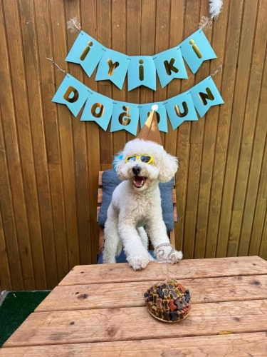 İstanbul’da Ücretsiz Goldendoodle Sahiplendirme fotoğraf