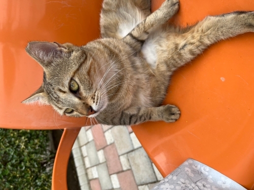 Fip hastası kedimize acil yardım fotoğraf