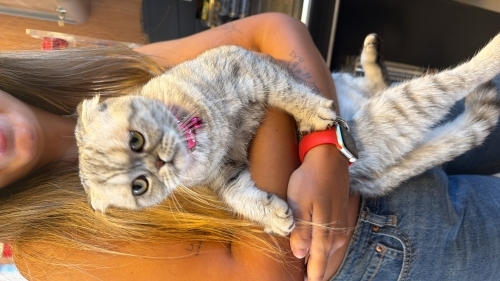 Sevimli, kendini sevdiren mazlum bir kedi fotoğraf