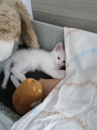Kedi sahiplendirme fotoğraf