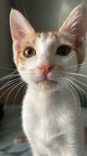 💛 Minik Şans Yuvasını Arıyor fotoğraf
