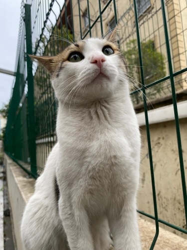 ENGELLİ CANIMIZ PEMBİK YUVA ARIYOR fotoğraf